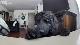 Watch This Black Goldendoodle Pup’s Adorable Reaction to His Mama’s Voice | Ring TV