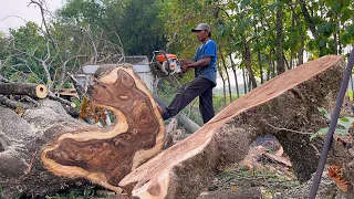 Incredible... Logging of old trembesi trees, Stihl ms 881 & Stihl ms 070.