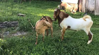 Boer vs Native goat #shorts #boer #native