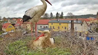 Bociany Polanów sezon 2024- śmieszna scenka 😂