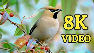 Amazing Indian Bird's Collection 8K HDR Video Footage | WildLife Photography