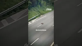 Une famille de renard aperçue sur l’autoroute A13