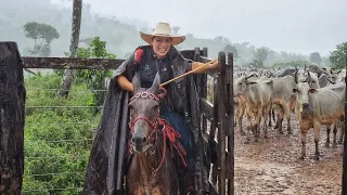 TRABALHANDO COM GADO NELORE NA CHUVA E NA LAMA