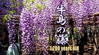 "Ushijima no Fuji" 2019.  Over 1200 years old Japanese wisteria. #4K #牛島の藤