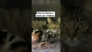 How to rescue a mom cat and her kittens