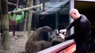 Magic trick amazes Orangutan