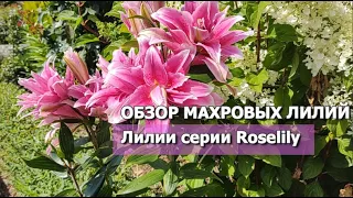 ОБЗОР МАХРОВЫХ ЛИЛИЙ: Roselily Thalissa и Roselily Anouska | Махровые лилии серия Roselily