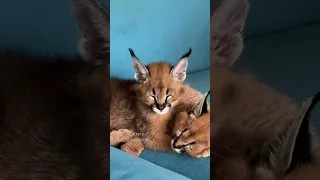 Babes 🥰 #каракал#cats #caracal #animals #cute