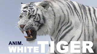 CG White Tiger Animation