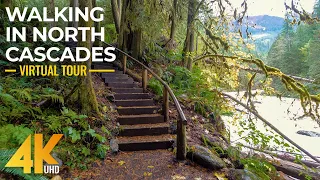 Walking the Autumn Forest Trails of North Cascades - 4K Virtual Hike with Relaxing Forest Sounds