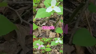 Wake-Robin or trillium. #homeschool #funfacts #plantlore #wildflowers