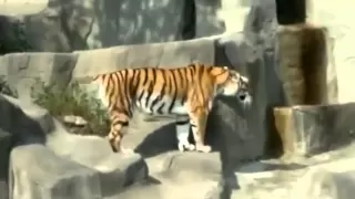 Тигр испугался птичку