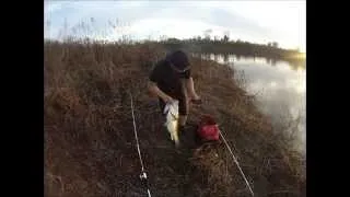 11 pound bass on Topwater Frog