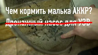 Чем кормить малька австралийского рака. Дренажный насос для УЗВ. Осетр.