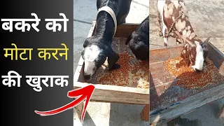 बकरे को मोटा करने की खुराक l Diet plan for goat l #Fayeem vlogs