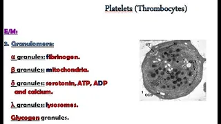 3 blood platelets and bone marrow