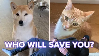 Cats And Dogs React To Their Owners “Playing Dead”