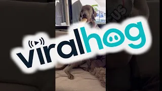 Weimaraner Pup's Flute Solo || ViralHog