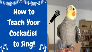 How to Teach Your Cockatiel to Sing! 🎤 | BirdNerdSophie