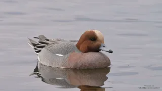 Eurasian Wigeon - behaviour and song/call - Pfeifente