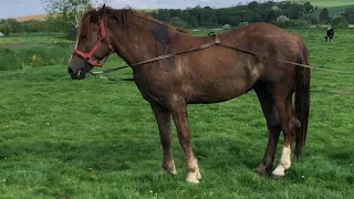 Коні Ваговози.Привезли Кобилу на Паровку.Гарна Кобила!🔥🔥🔥🐴🐴🐴