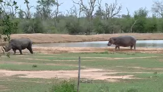 Rhino vs Hippo