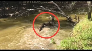 VIRAL,, Komodo dragon attack the deer on the river