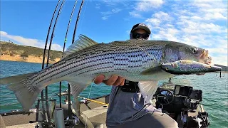 INSANE Striper SWIMBAIT Bites (Castaic Lake)