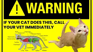 Why Does A Cat Drag Its Hind Legs - Cat Behavior Explained (diagnosis, prevention & cure)