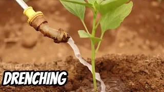 फसल को दस गुना ज्यादा मजबूत बनाये | Soil Drenching in Agriculture | आळवणी | Indian Farmer