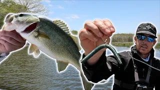 How to catch Cruising bass in Shallow Water