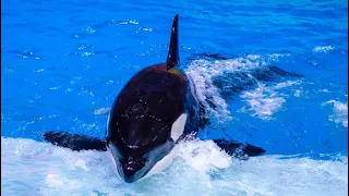 Orca Encounter (Full Show) at SeaWorld San Diego | 4K | One Ocean