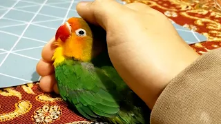 How to keep Your Lovebird Healthy and Happy?!