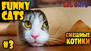 LOL CATS! • СМЕШНЫЕ КОТИКИ • Приколы с котами