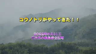 GH6でコウノトリを撮ってみた！