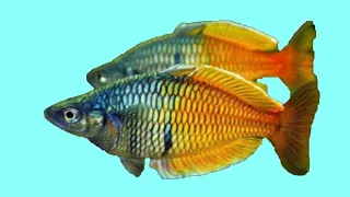 Радужница Боэсмана, Melanotaenia Boesemani, Boesemans Regenbogenfisch. Разведение