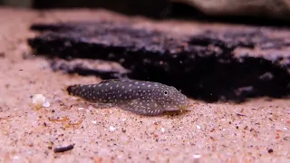 Gastromyzon sp. Borneo - Nols Akvariehobby