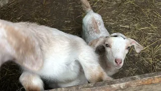 Пополнение в хозяйстве// Нубийский козлик и  козы🐐