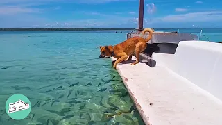 Island Pup Loves Hunting For Fish Whenever He’s In The Ocean | Cuddle Buddies