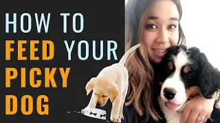 Dog Won't Eat Kibble - How to Feed a Picky Dog