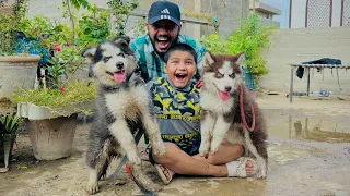 ALHAMDULILLAH Ali ko Siberian Husky k puppies 🐶 dilwa deye 😱 || papa my surprise deya 😳 ||