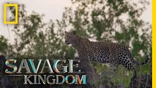 No Place Like Leopard Rock | Savage Kingdom