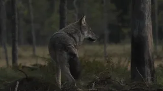 Wolf and Bear filmed in Finland