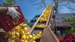 Сбор урожая лимонов стартовал в Таджикистане