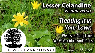 Lesser Celandine; Treating it in Your Lawn (or trying to!)- March 27, 2023
