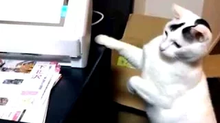 Забавные и Смешные Кошки Против Принтера! - [NEW!]