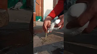 kabootar ke pot jaam ka ilaj 💯👌❤️ #short #viral #shortvideo #pigeonlover #kabutar