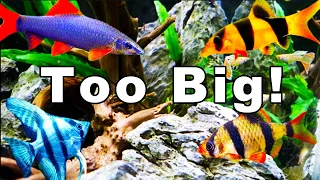 Top 10 Common Fish That are Often Kept in Aquariums That are Too Small