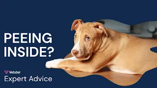 Why is my dog peeing in the house? Causes and solutions!