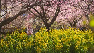 12 JAPAN Cherry Blossom TRUTHS even Japanese don't know